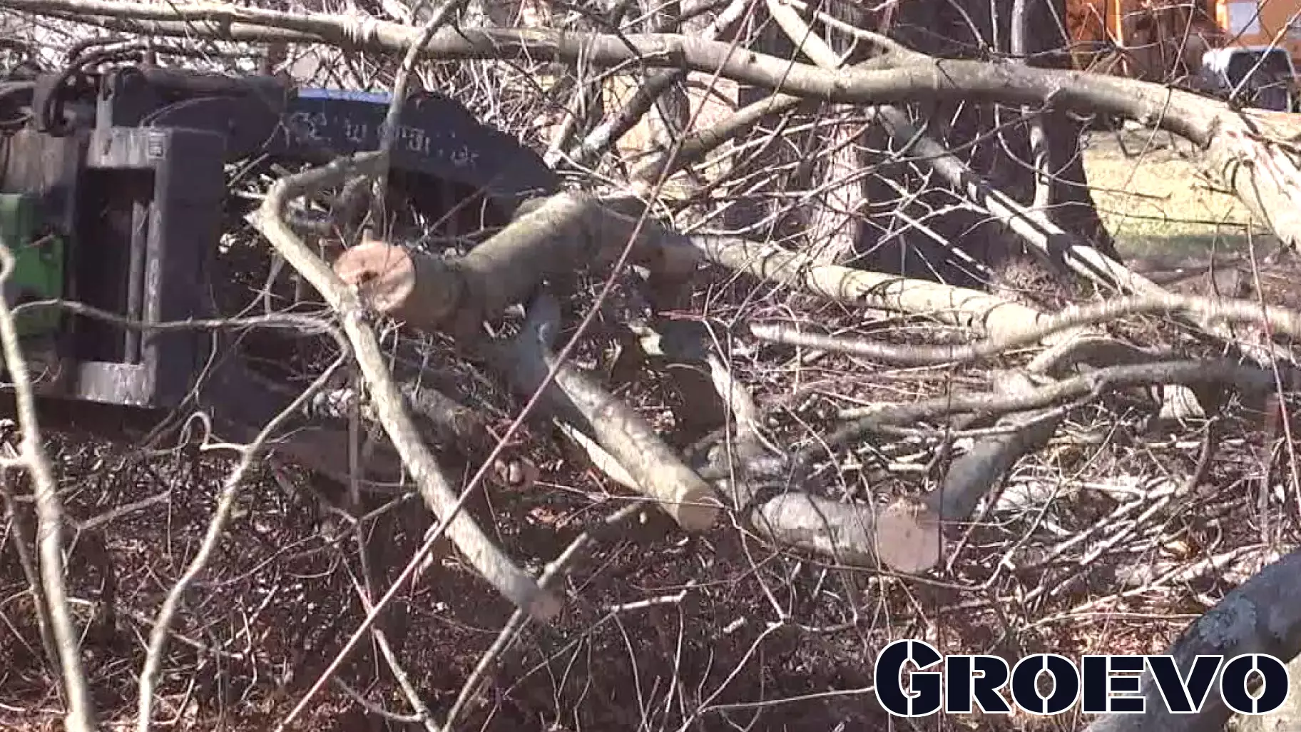 Increased Demand for Tree Removal Services in Philadelphia Amid Windy Conditions